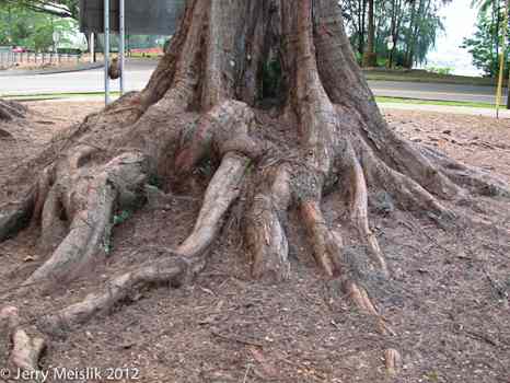 Casuariana root spread